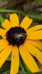 Halictus ligatus