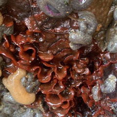 Watersipora subtorquata