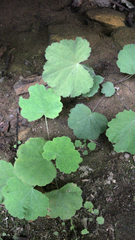 Heuchera parviflora, photograph Andrew GottWorth, CC BY, iNaturalist via GBIF