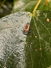 Harmonia axyridis