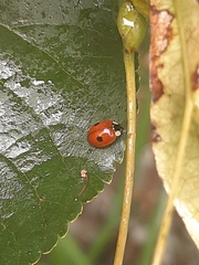 Adalia bipunctata