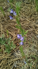 Scutellaria brittonii