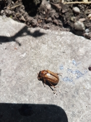 Amphimallon solstitiale