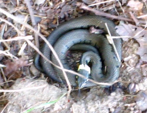 Barred Grass Snake, Netherlands, photo 9 of 10