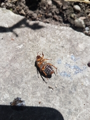 Amphimallon solstitiale