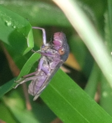 Oncometopia capricornis