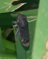 Oncometopia capricornis