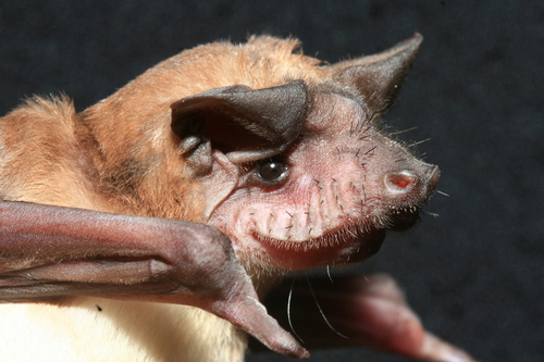 Malagasy White-bellied Free-tailed Bat