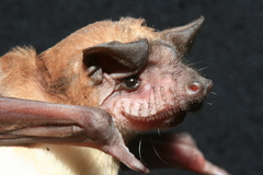 Mops leucostigma
