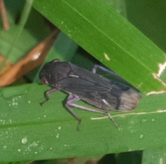 Oncometopia capricornis