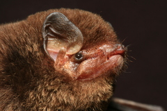 Aellen's Long-Fingered Bat photo 2
