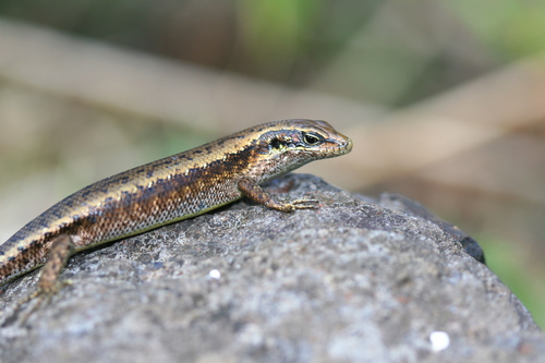 Comoro Island Skink