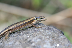 Trachylepis comorensis