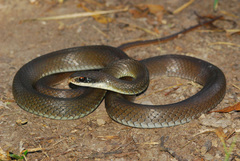 Coluber constrictor latrunculus