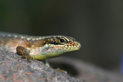 Trachylepis comorensis