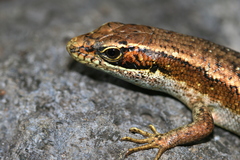 Trachylepis comorensis