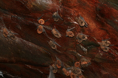 Aellen's Long-Fingered Bat photo 3