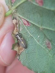 Adalia bipunctata