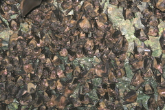 Rousettus obliviosus