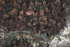 Rousettus obliviosus