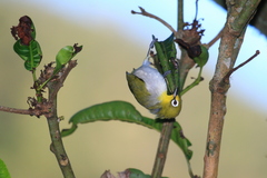 Zosterops anjuanensis