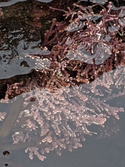 Calliarthron tuberculosum