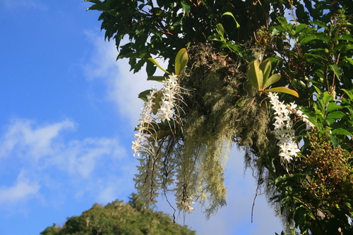Aerangis modesta (Hook.f.) Schltr.