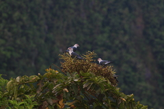 Alectroenas sganzini