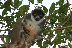 Mongoose Lemur photo 3