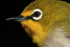 Zosterops anjuanensis