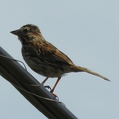 Melospiza melodia image