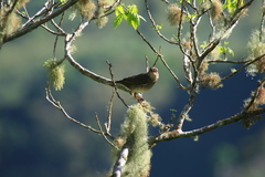 Turdus bewsheri