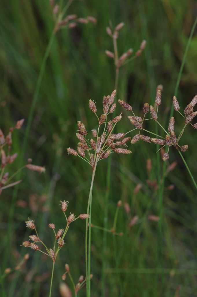 Marsh Fimbry