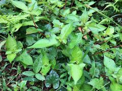 Persicaria thunbergii