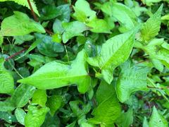 Persicaria thunbergii