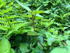 Persicaria thunbergii