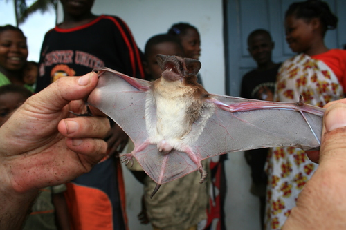 Malagasy White-bellied Free-tailed Bat