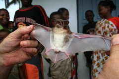 Mops leucostigma