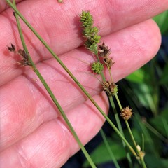 Carex brunnescens