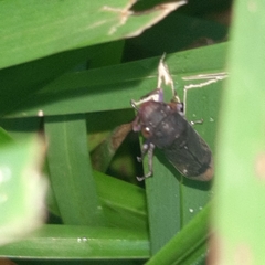 Oncometopia capricornis