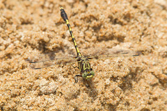 Progomphus obscurus
