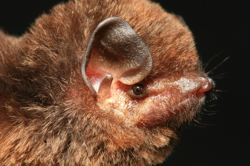 Aellen's Long-fingered Bat (Miniopterus aelleni) — Least Concern Mammalia