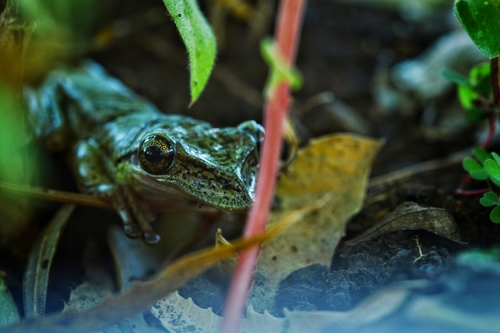 Triprion spatulatus