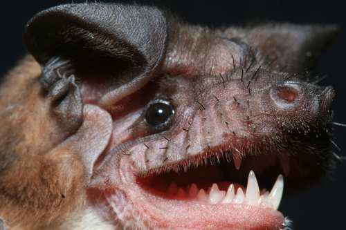 Malagasy White-bellied Free-tailed Bat