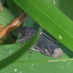 Oncometopia capricornis