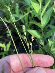 Carex brunnescens