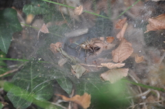 Agelena labyrinthica