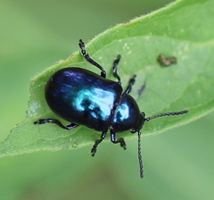 Chrysochus asclepiadeus