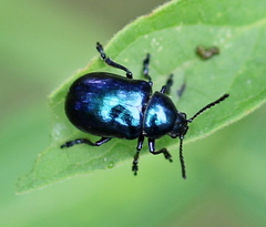 Chrysochus asclepiadeus