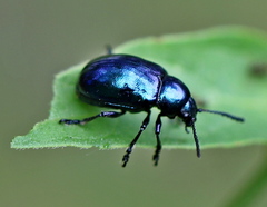 Chrysochus asclepiadeus